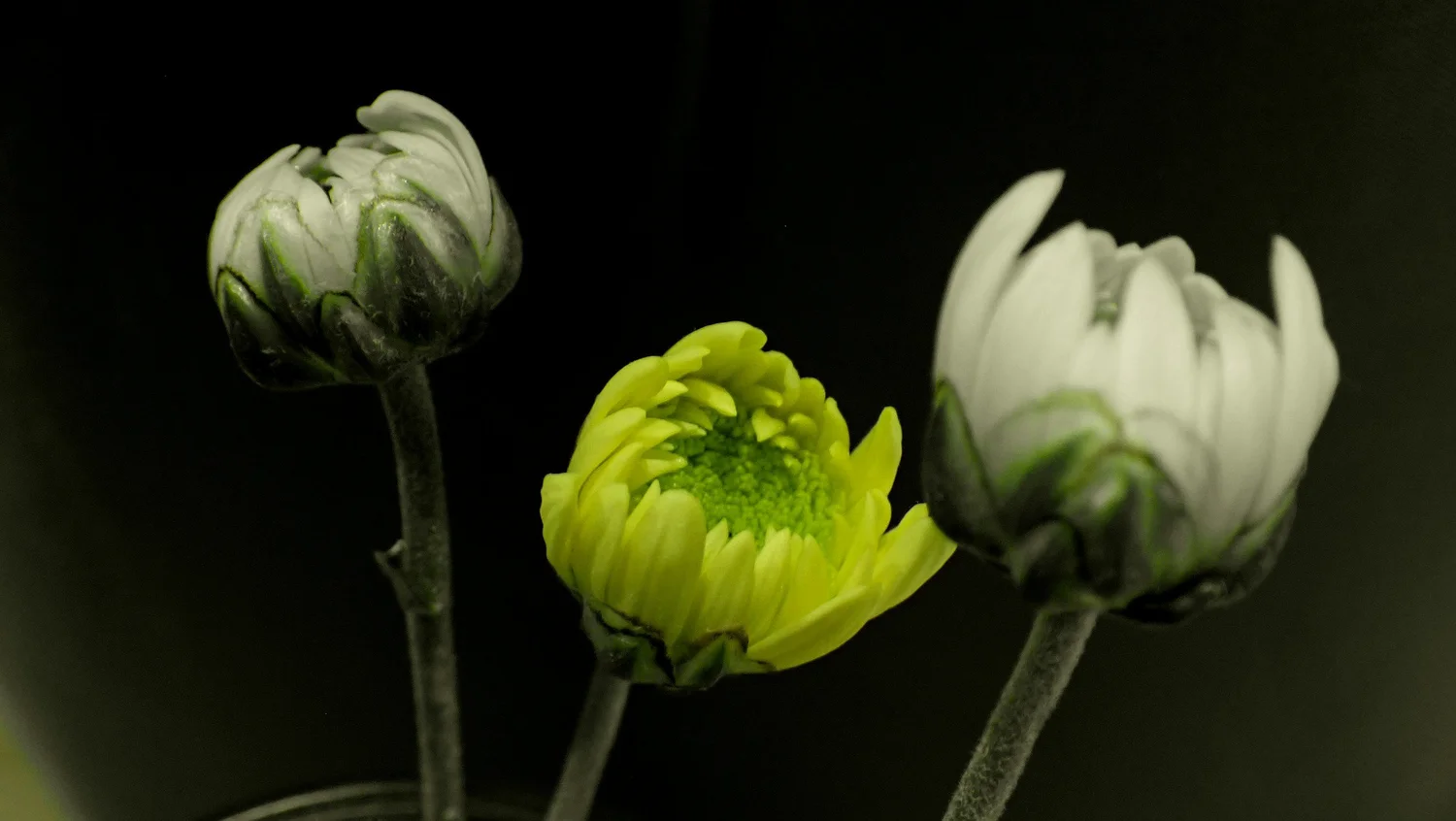 3 chrysanthemum flower buds next to each other at various stages of blooming